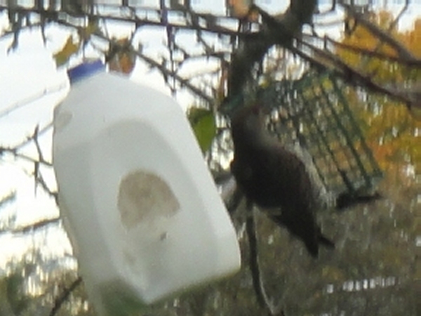 First picture of a bird at our bird feeder